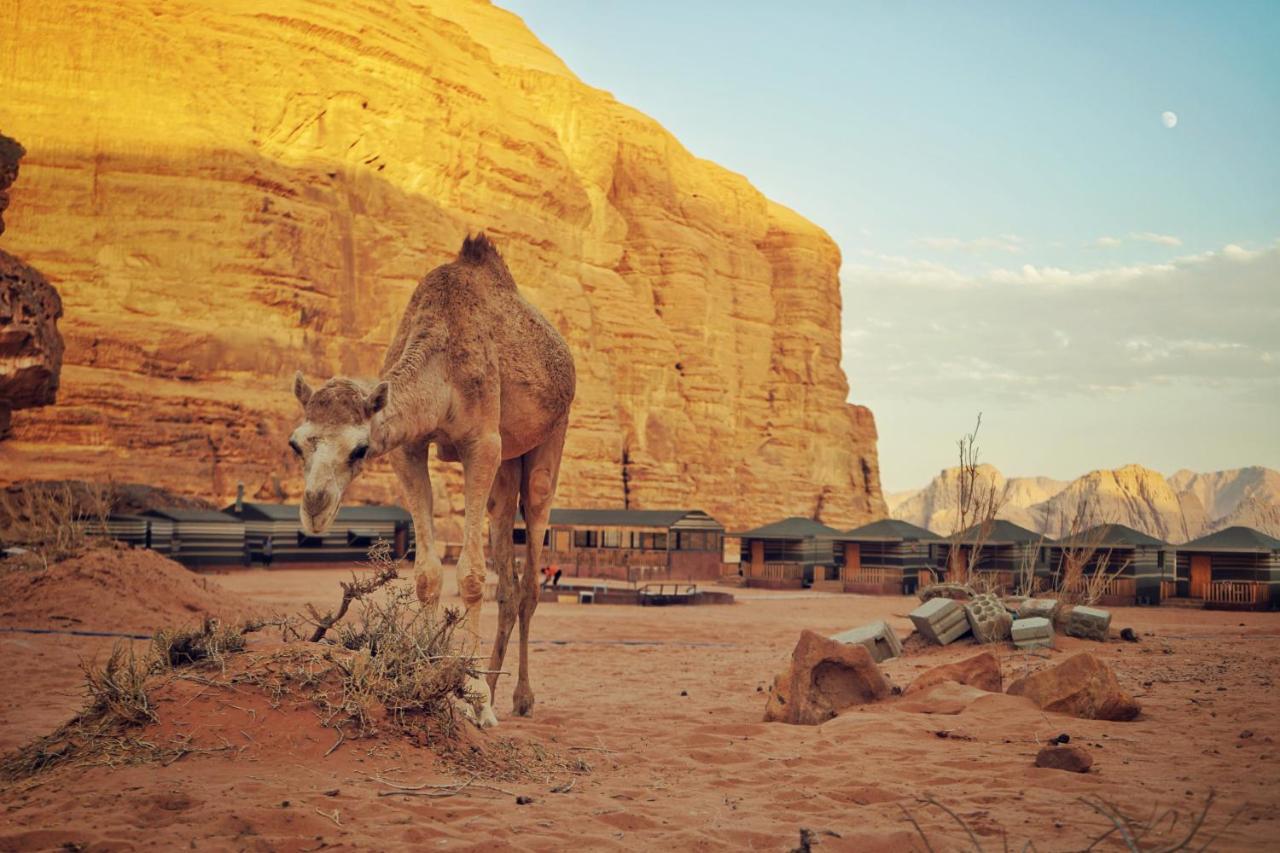 Salman Zwaidh Camp Hotel Wadi Rum Eksteriør billede