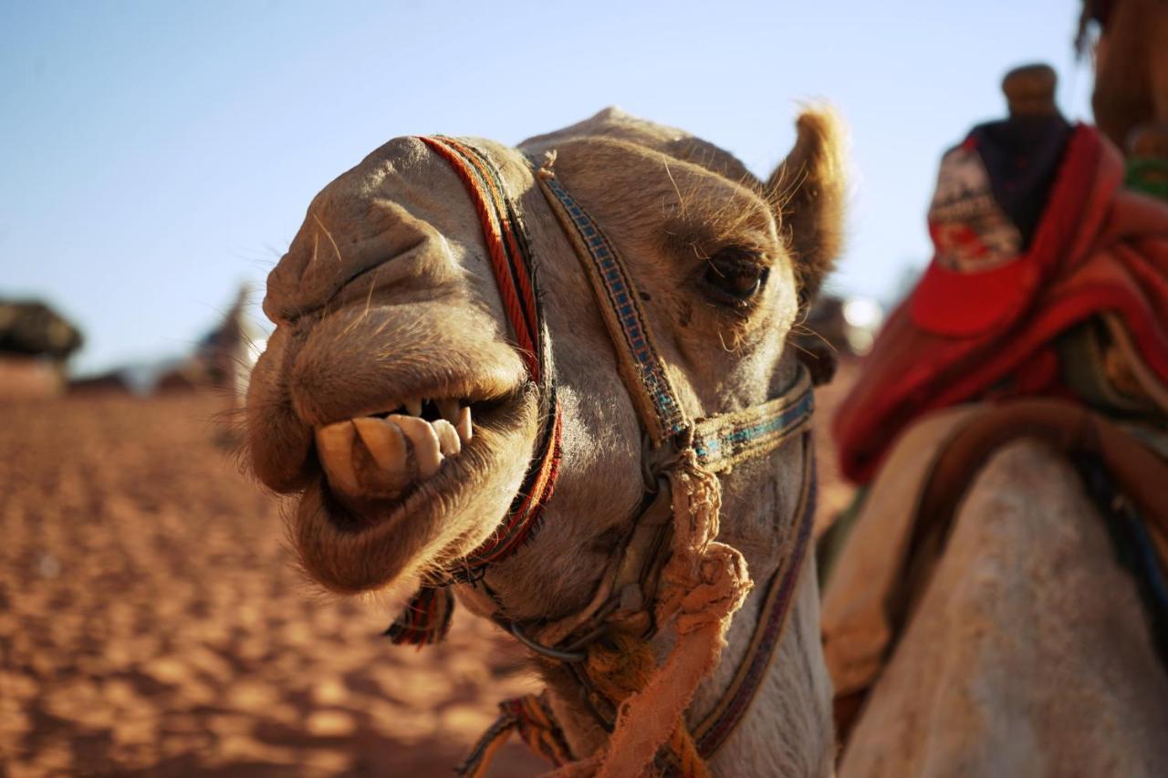 Salman Zwaidh Camp Hotel Wadi Rum Eksteriør billede